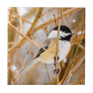 Carreau Chickadee au plafond noir - Photo originale
