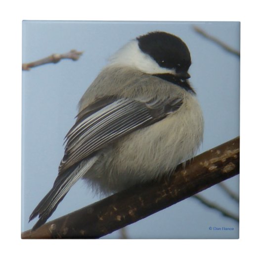 Carreau Chickadee B21 couvert noir (Devant)