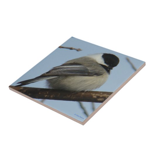 Carreau Chickadee B21 couvert noir (Côté)