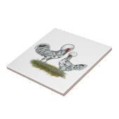 Carreau Chickens de Polish (Côté)