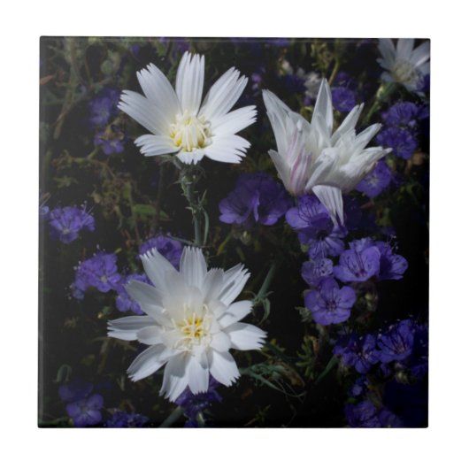 Carreau Chicory et fleurs sauvages de Phacelia (Devant)