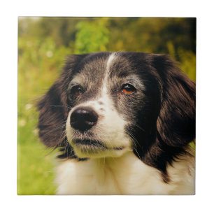 Carreau Chien