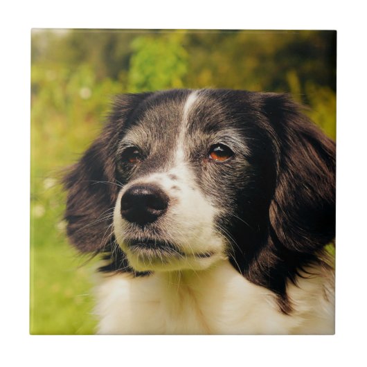 Carreau Chien (Devant)