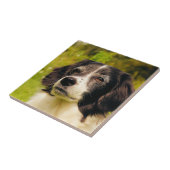 Carreau Chien (Côté)