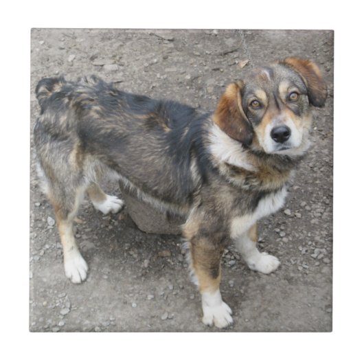 Carreau Chien (Devant)