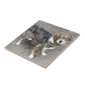 Carreau Chien (Côté)