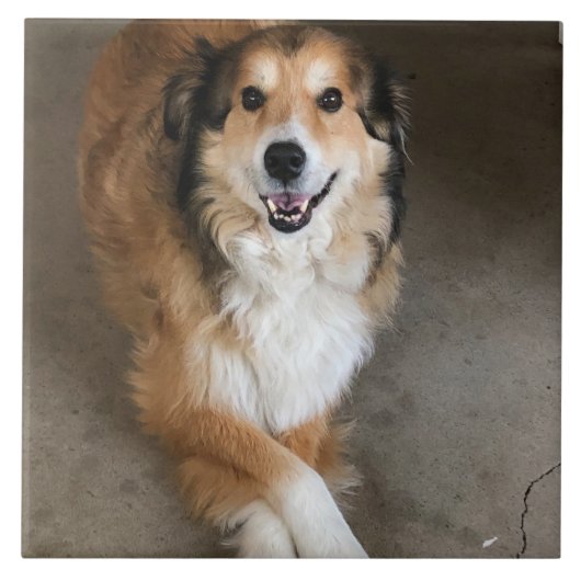 Carreau Chien (Devant)