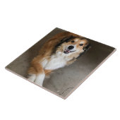Carreau Chien (Côté)