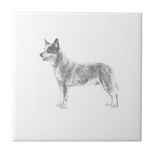 Carreau Chien australien de bétail (Devant)