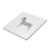 Carreau Chien australien de bétail (Côté)