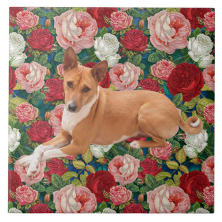 Carreau Chien Basenji 