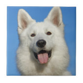 Carreau Chien berger suisse (Devant)