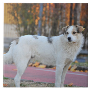 Carreau Chien blanc