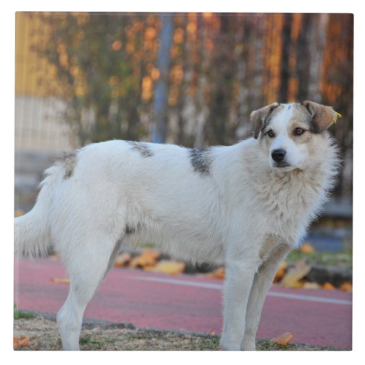 Carreau Chien blanc (Devant)