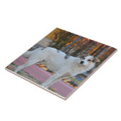 Carreau Chien blanc (Côté)