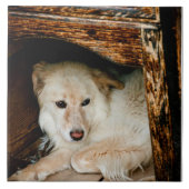 Carreau Chien blanc (Devant)
