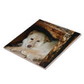 Carreau Chien blanc (Côté)