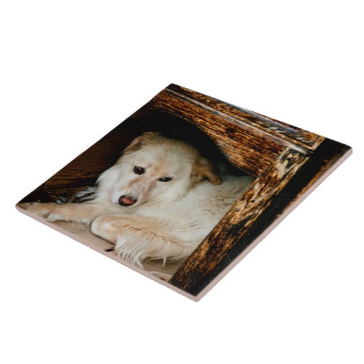 Carreau Chien blanc (Côté)