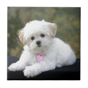 Carreau Chien blanc pelucheux