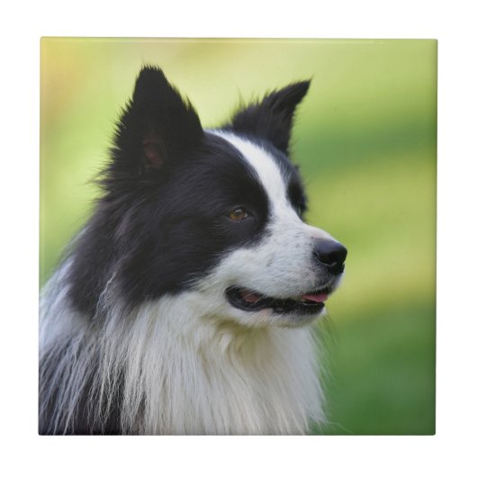 Carreau Chien Border Collie noir et blanc (Devant)