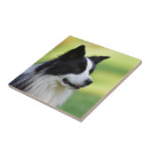 Carreau Chien Border Collie noir et blanc (Côté)