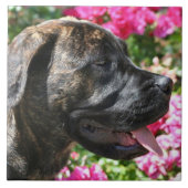 Carreau Chien Brindle de mastiff (Devant)