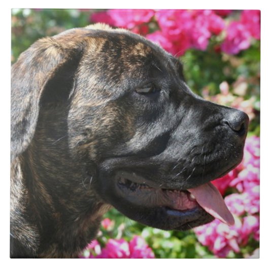 Carreau Chien Brindle de mastiff (Devant)