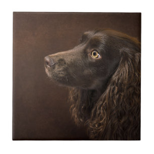 Carreau Chien Brown