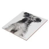 Carreau Chien crêté chinois (15 mois) dans le vent (Côté)