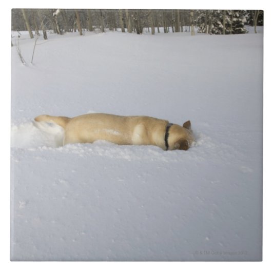 Carreau Chien creusant dans la neige (Devant)