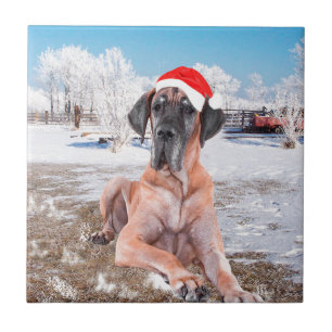 Carreau Chien Danois Mignon Assis Dans La Neige Chapeau De