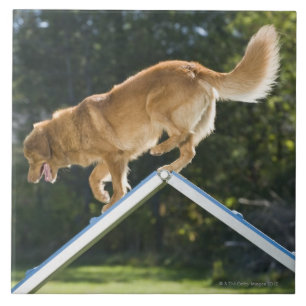 Carreau chien d'arrêt de canard-tintement de la
