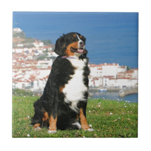 Carreau chien de berger bernois posant à la plage
