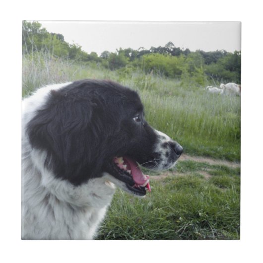 Carreau Chien de berger bulgare (Devant)