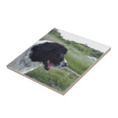 Carreau Chien de berger bulgare (Côté)