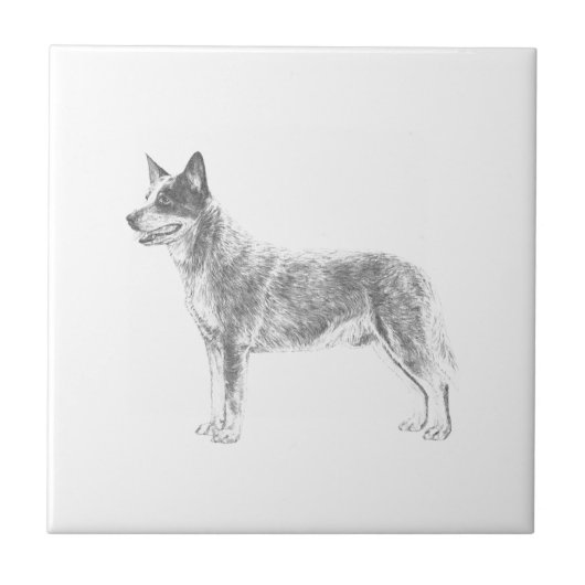 Carreau Chien de bétail australien (Devant)