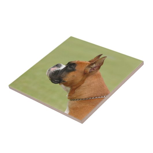 Carreau Chien de boîte (Côté)