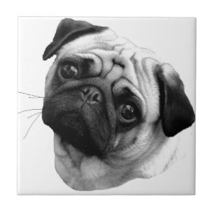 Carreau Chien de carlin