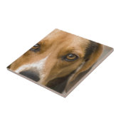 Carreau Chien de chasse loyal de chien de beagle (Côté)