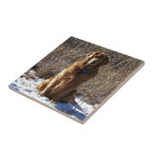 Carreau Chien de golden retriever (Côté)