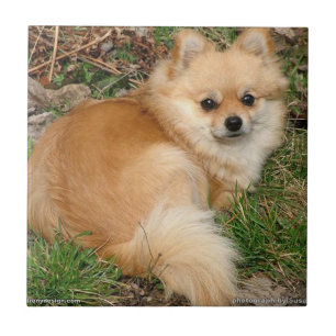 Carreau Chien de Kleinspitz d'Allemand