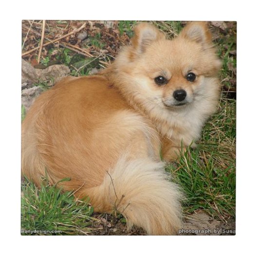 Carreau Chien de Kleinspitz d'Allemand (Devant)