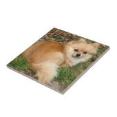 Carreau Chien de Kleinspitz d'Allemand (Côté)