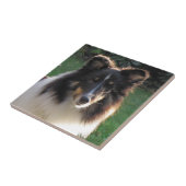 Carreau Chien de moutons de Shetland (Côté)