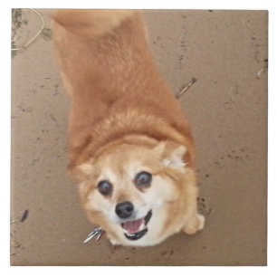 Carreau Chien de Pomchi !