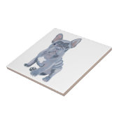 Carreau Chien de taureau gris bleu (Côté)