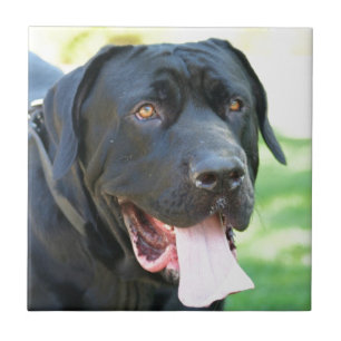 Carreau Chien de Tosa Inu