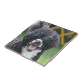 Carreau Chien d'eau portugais (Côté)