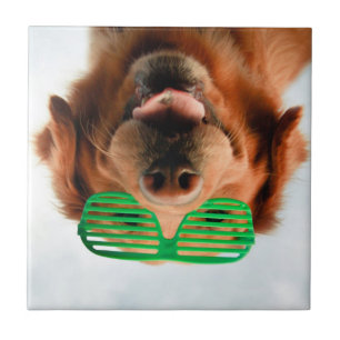 Carreau Chien des images   de Getty avec des verres