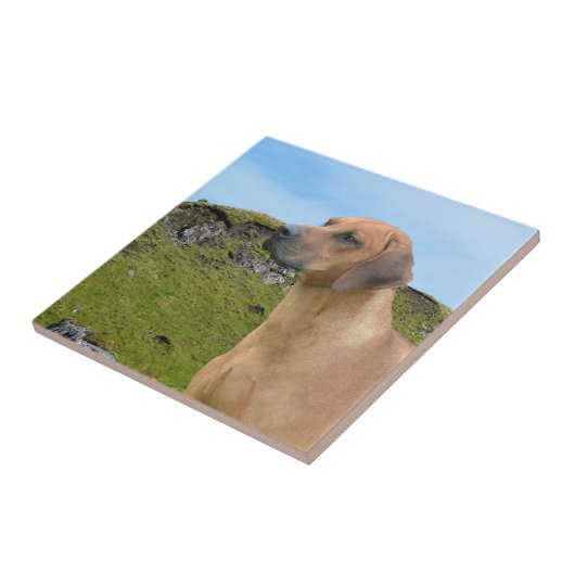 Carreau Chien doux de Rhodesian Ridgeback (Côté)